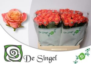 ROSE MISS PIGGY 80